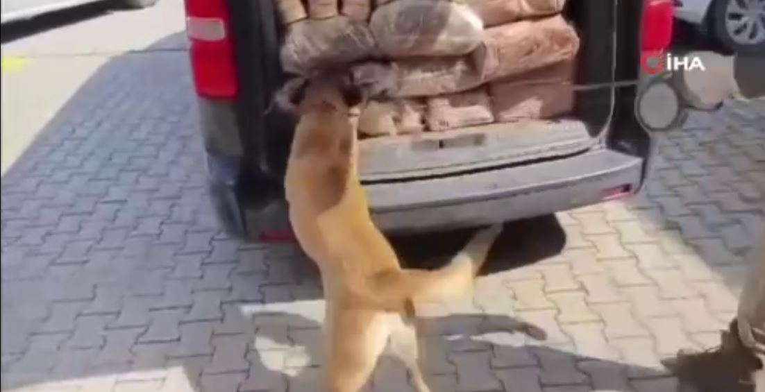 İçlerinde Kayseri'nin de bulunduğu 53 ilde dev operasyon! 1 tondan fazlası ele geçirildi!