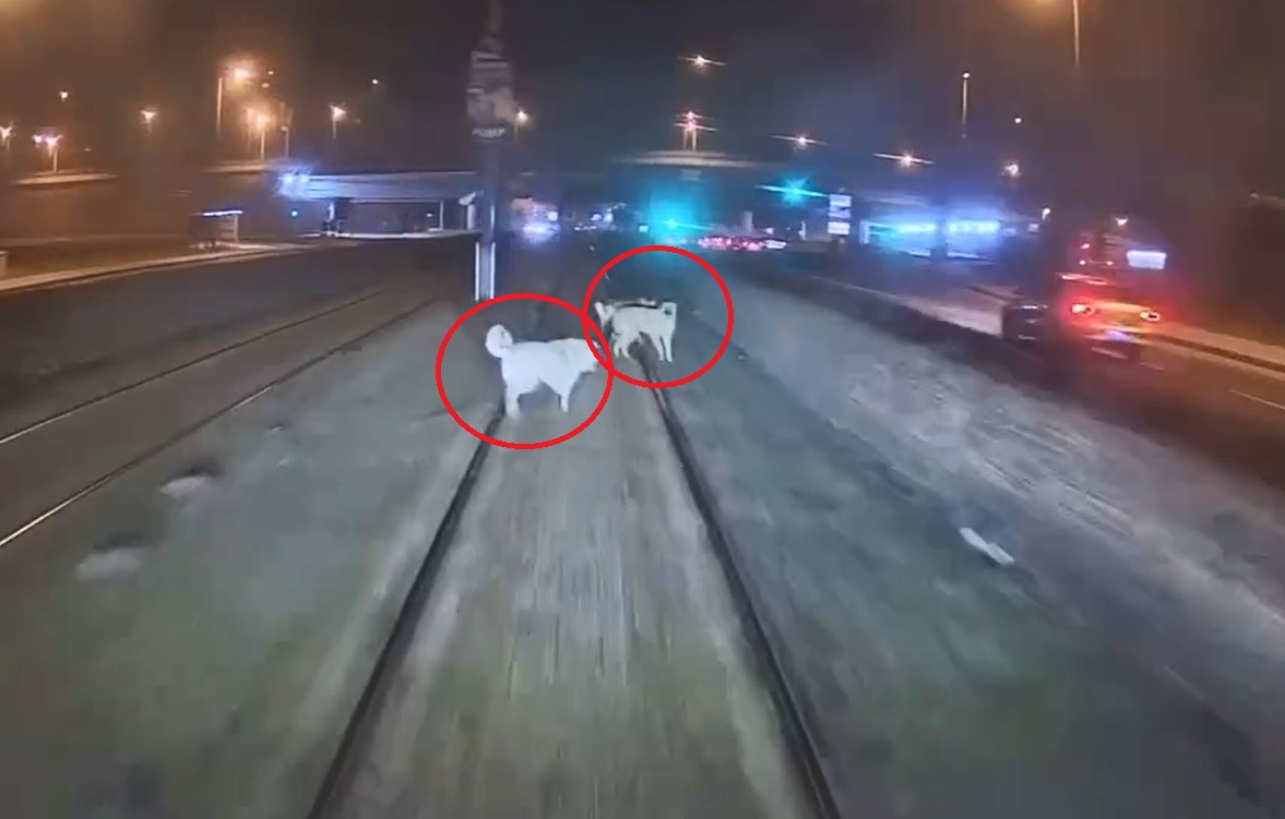 Zincirle raylara bağlanan köpek, vatmanın dikkatiyle kurtuldu!