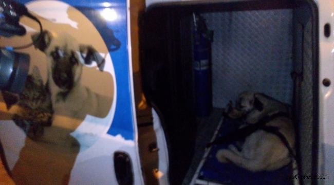 YARALI KÖPEĞE, KÜÇÜK DOSTLAR AMBULANSI ANINDA MÜDAHALE ETTİ
