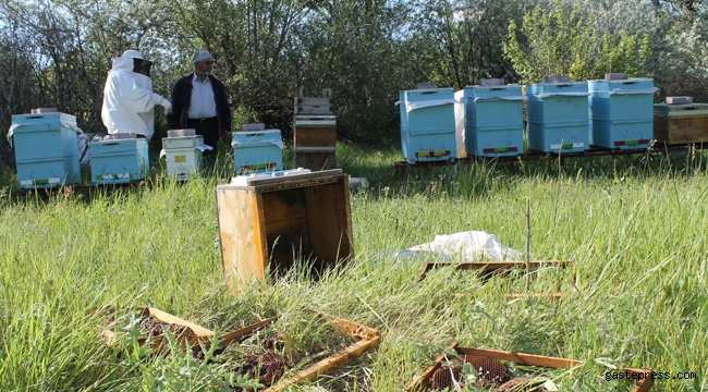 Kayseri'de ayılar arı kovanlarına saldırdı