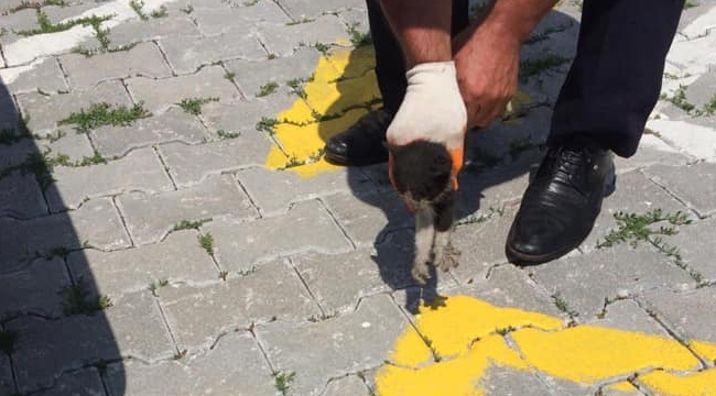 Otomobilin motor kısmına sıkışan kediyi itfaiye kurtardı