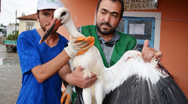 Yuvasından Düşen Leylek Bünyan Belediyesine Emanet!