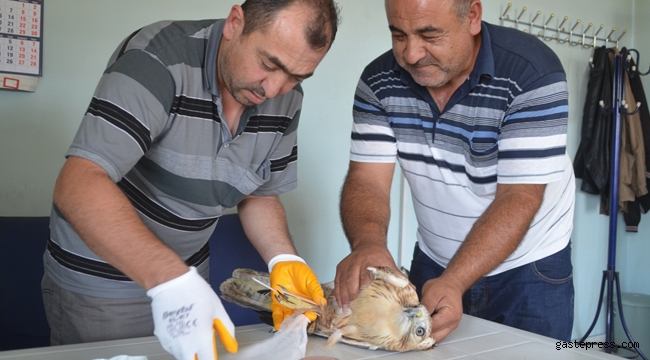 Bünyan Belediyesi Yaralı Şahine sahip çıktı!