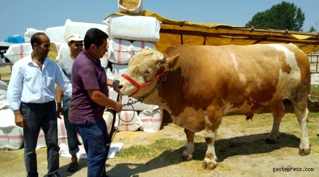 Kurban pazarının 1,5 tonluk "Aslan"ı, rekor fiyata sahibini buldu!