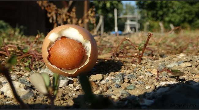 Yumurtanın içinden yumurta çıktı
