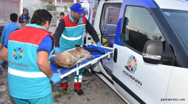 Küçük Dostlar Kocasinan'da Her Zaman Değerli!