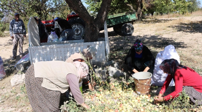 Mezardaki ağaçtan her yıl 600 kilo elma