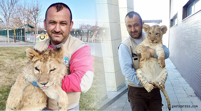 Hayvanat bahçesinde aslanın saldırdığı bakıcı yaralandı