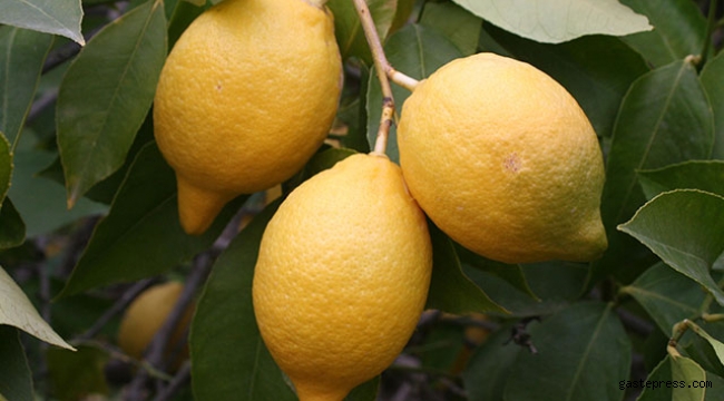 C vitamini deposu limona talep arttı