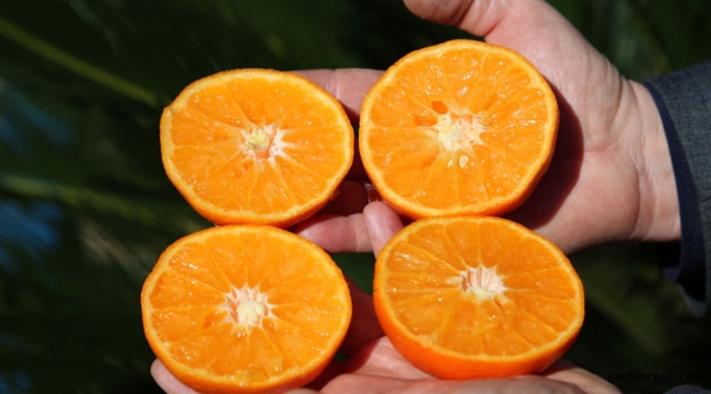 Çekirdeksiz mandalina 'Ertuğrul Bey'