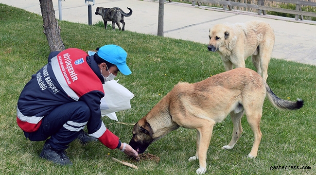 Ankara Büyükşehir'de Can Dostlara Mama Desteği Sürüyor!