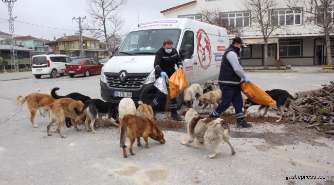  İBB, Sokak Hayvanlarını Unutmadı