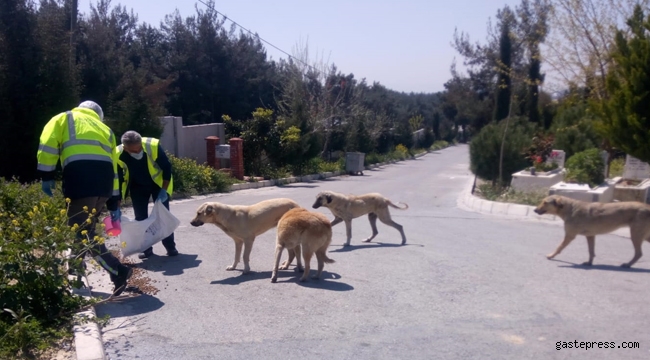 İzmir Büyükşehir Sokağa çıkma yasağında da can dostları unutmadı!