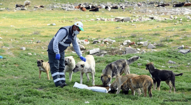 Konya Büyükşehir'den Yemek Artıklarından Sokak Hayvanları İçin Mama Üretim Projesi
