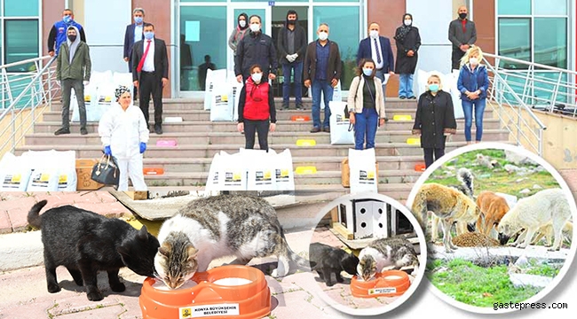 Konya'da Sokak Hayvanları Aç Kalmıyor
