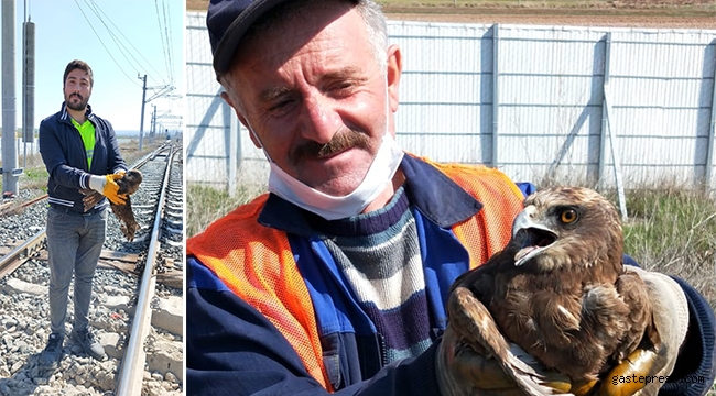 Yaralı halde bulunan şahin, tedaviye alındı