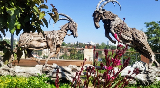Antalya Büyükşehir Kaleiçi’ni çiçeklerle süsledi 