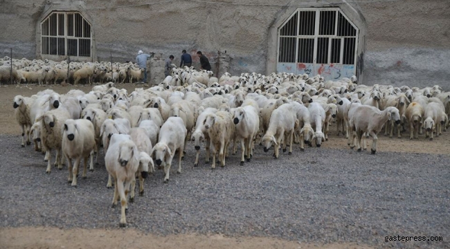 4 koyun ile başladı, 800 koyunu oldu