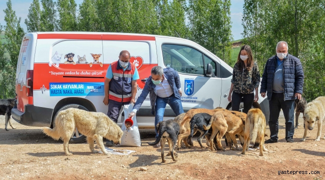 Ankara Büyükşehir Sokak Canları İçin Ara Vermeden Besleme Çalışması Yaptı