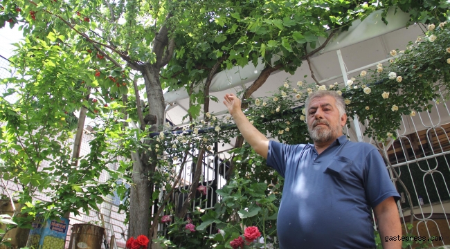 Bir ağaçta 7 farklı meyve yetiştirdi