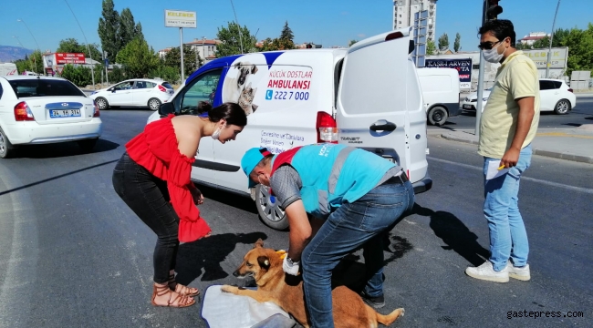 Otomobilin Çarptığı Köpeğin İmdadına Kocasinan Hayvan Ambulansı Yetişti!