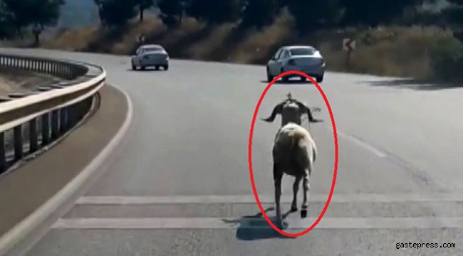 Kaçan kurbanlık koç, karayolunda 4 kilometre koştu!