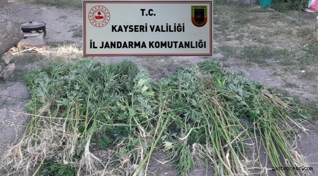 Kayseri'de bir evin bahçesinde, 236 kök Hint keneviri ele geçirildi!