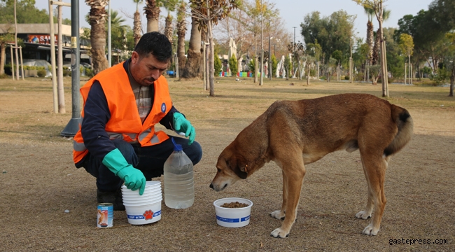 Antalya Büyükşehir Belediyesi Kısıtlamada Sokak Hayvanlarını Unutmadı!