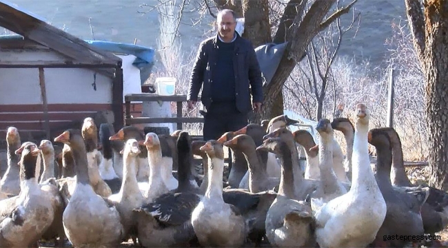 Hobi olarak kaz yetiştiriciliğine başladı, şimdi çiftlik kurdu!