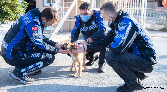 İzmir'de Aracın çarptığı yavru köpeği zabıta sahiplendi!