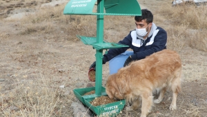 Kayseri Talas'tan Sokak Hayvanlarına Yardım Eli Uzandı!