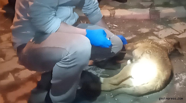 Kayseri’de 3 köpeğin zehirlendiği iddiası!