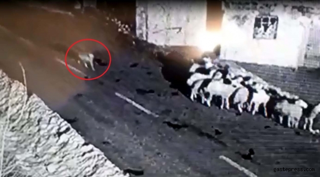 Kurdun koyun sürüsüne saldırısı kamerada!