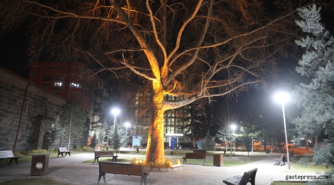 Kayseri Kocasinan Asırlık Çınarları, Led Teknolojisiyle Aydınlattı!