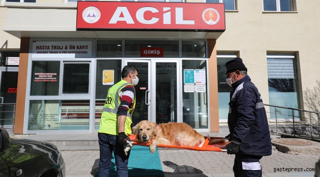 Kayseri Talas'ta Sevimli Dostların İmdadına Pati Kurtaran Ekibi Yetişiyor!