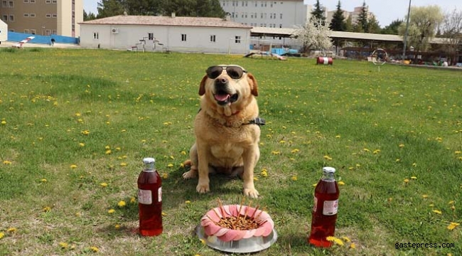 178 operasyonda görev yapan iz takip köpeği 'Hisar' artık emekli!