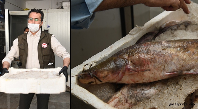 Avlanması yasak 1250 kilo sazan ve yayın balığı ele geçirildi!