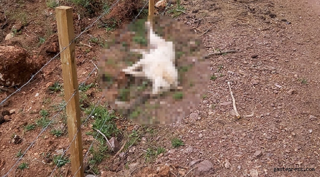 Antalya'da 5 sokak köpeği zehirlenerek öldürüldü!