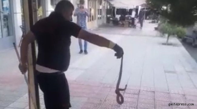 Kaldırım taşlarının altında fark edilen yılan doğaya bırakıldı!