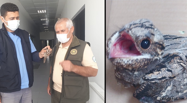 Yaralı halde bulunan çobanaldatan kuşu tedaviye alındı!