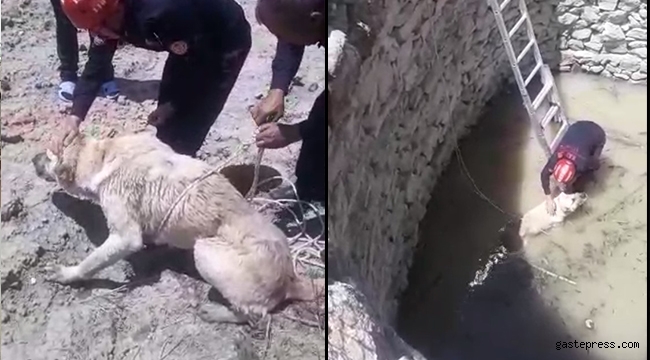 7 Metrelik kuyuya düşen köpeği Kayseri Büyükşehir İtfaiye ekipleri kurtardı!