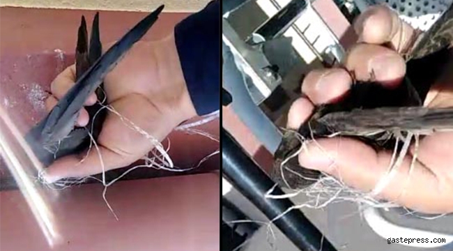 Çatıda boynuna ip dolandı, itfaiye kurtardı!