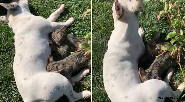 Anneleri ölen kedilere Frenc Bulldog cinsi köpek sütannelik yapıyor!