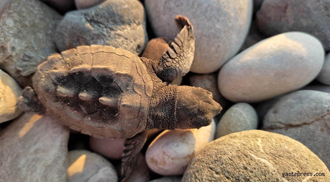Çıralı'da caretta caretta yuva sayısı 20 yılın rekoruna gidiyor!