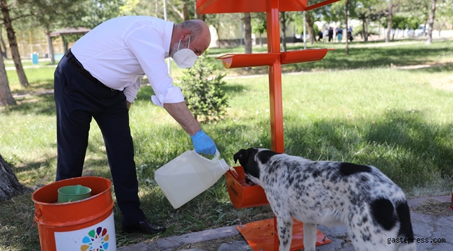 Kayseri Kocasinan Belediyesi Sokak Hayvanlarına Yem ve Mama Takviyesi Yaptı!