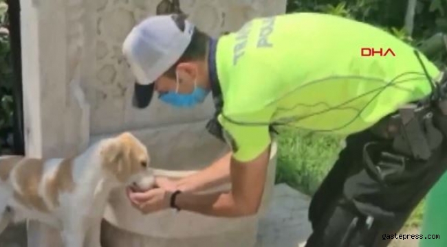 Trafik polisi, sokak köpeğine elleriyle su içirdi!