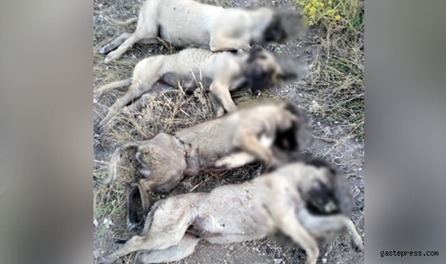 Ankara'da yan yana dizilmiş köpek ölüleri bulundu!