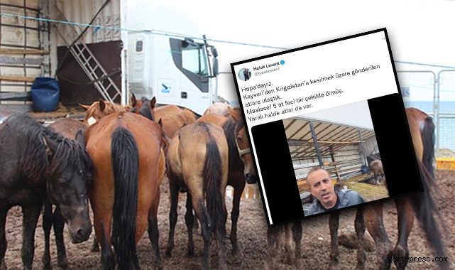 Hopa'da TIR parkında ölüme terk edilen atlar karantinada!