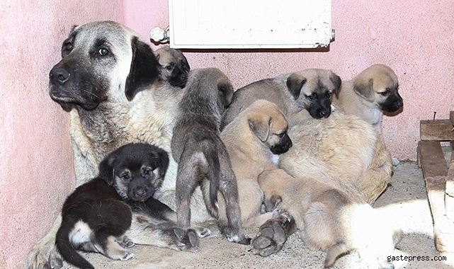 Kayseri Büyükşehir Belediyesi, Eziyet edilen köpek ve yavrularına sahip çıktı!
