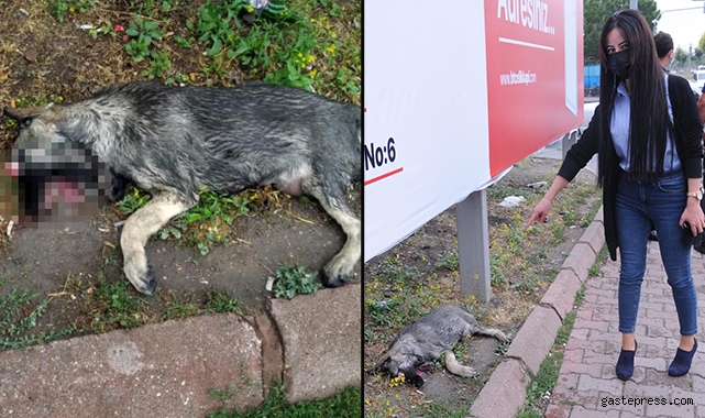 Parkta, gözleri oyulmuş ölü köpek bulundu!